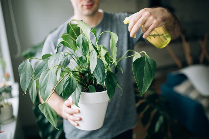 Can You Spray Neem Oil Directly on Leaves?
