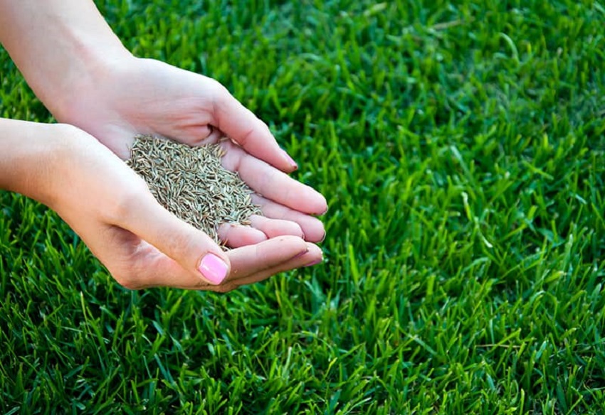 How to Plant Grass Seed: A Guide for a Lush Green Lawn