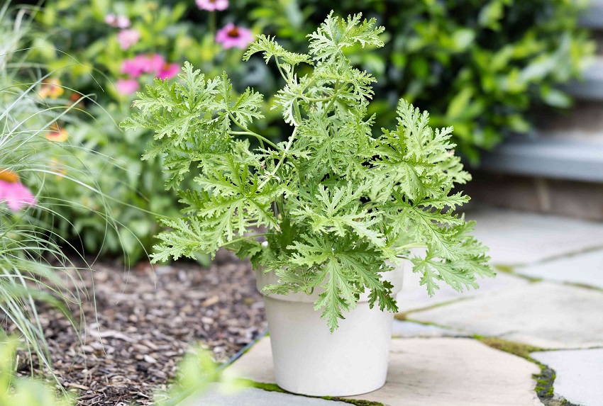 Does Citronella Repel Mosquitoes
